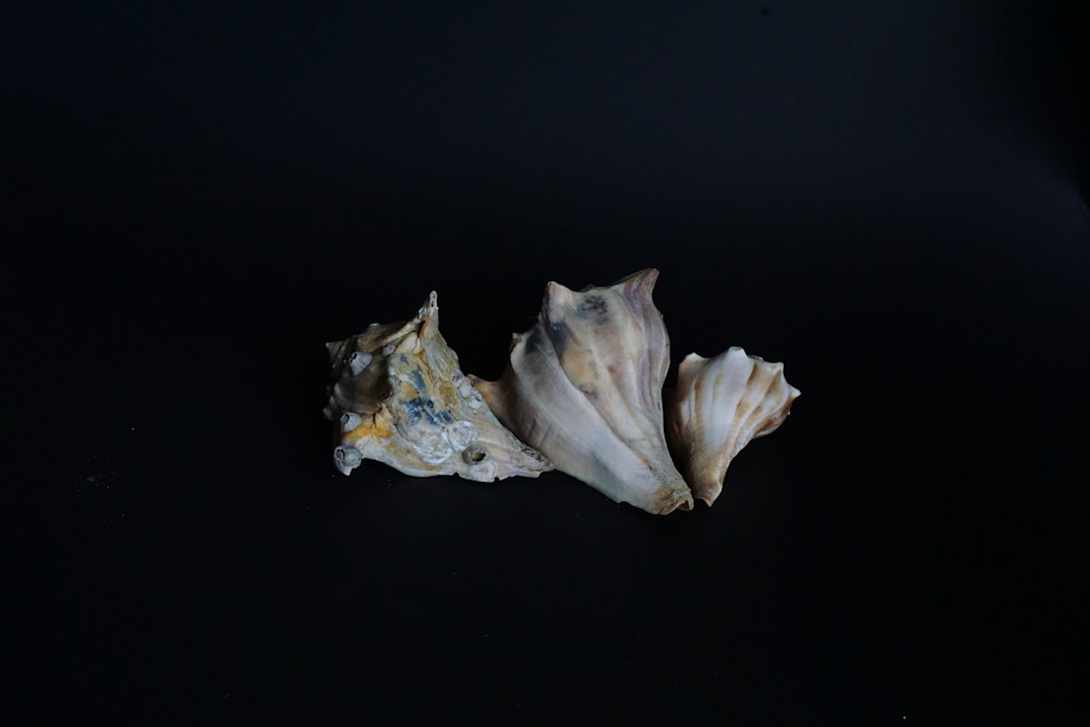 Three Conch Shells Photography Art | Sandra S Newman Photographer