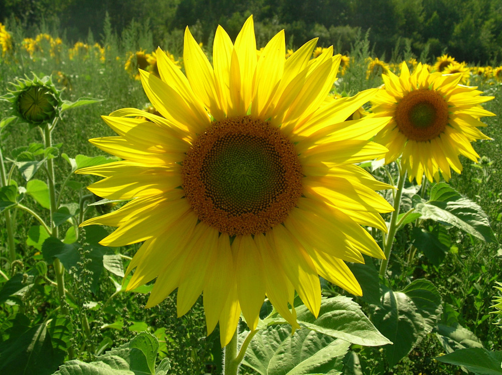 A Sunny Sun Flowers Photography Art | Sandra S Newman Photographer