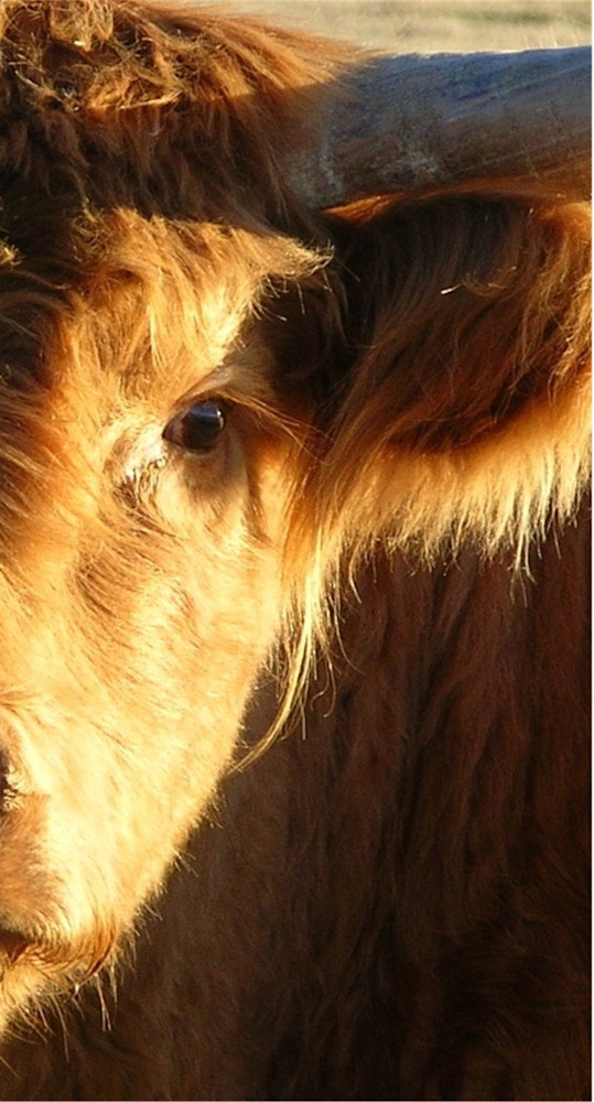 Eyelash Photography Art | Sandra S Newman Photographer