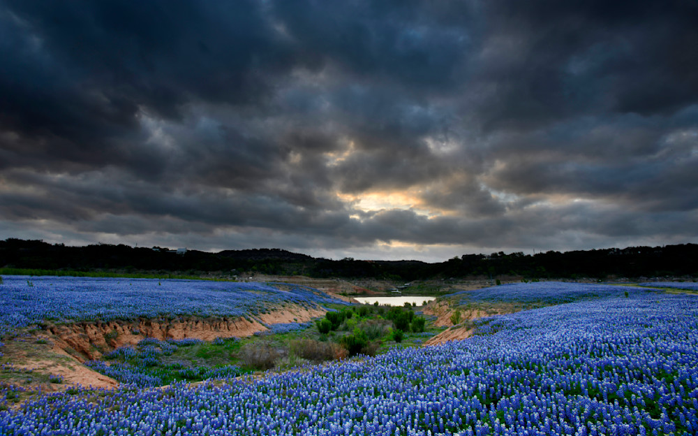 All Bluebonnets