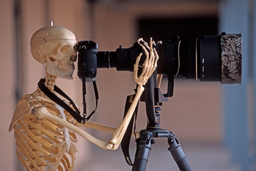 Wildlife Photographer