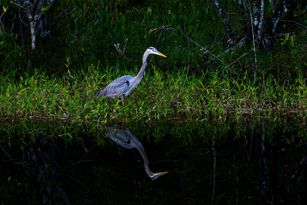 Crew Great Blue Heron Art | Birdman Co.