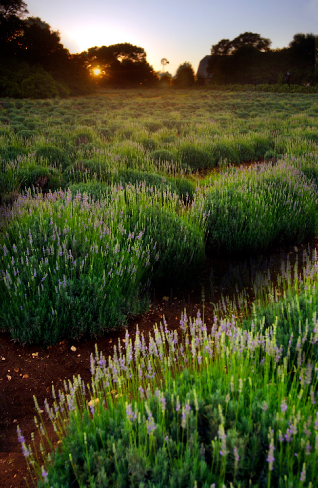 Lavender Fields Forever
