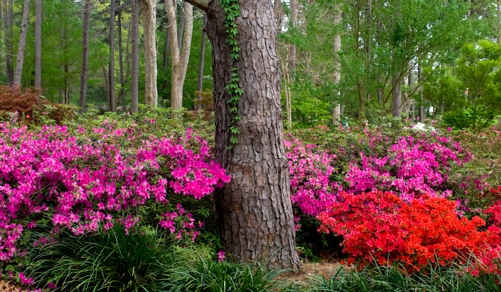 Nacogdoches Azalea Trail