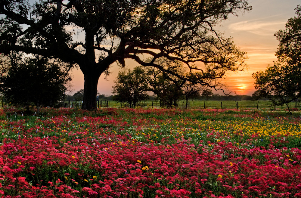 Wildflower Texas