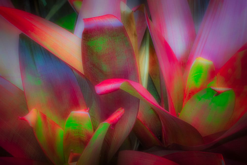 Colorful - Tropical Succulent Close-Up Photography from Oahu