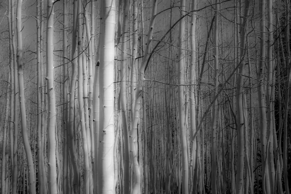 Aspen Grove - Black and White Forest Photography