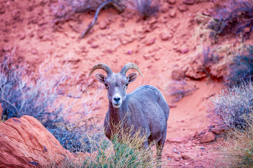 Big Horn Sheep