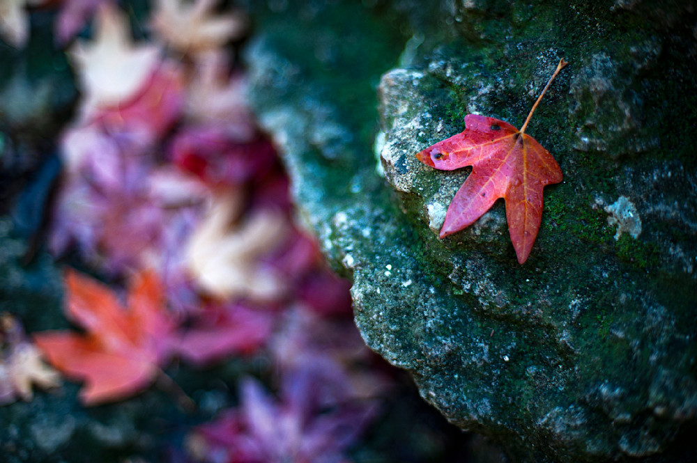 The Rock Of My Salvation, Psalm 89-26