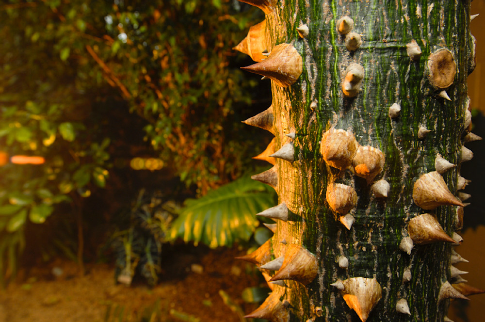 Ceiba Tree