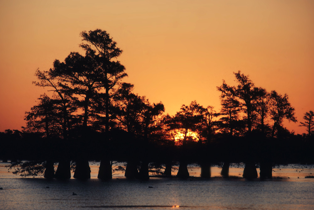 Cypress Sunset