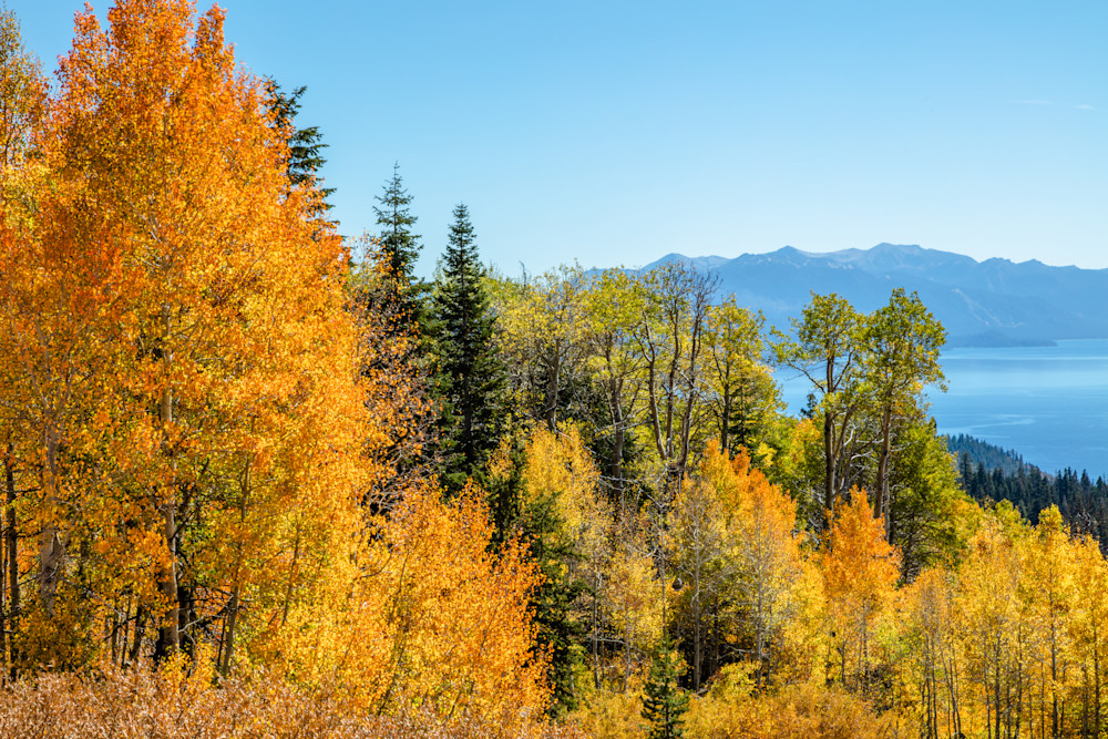 Aspens Above Lake Tahoe 16