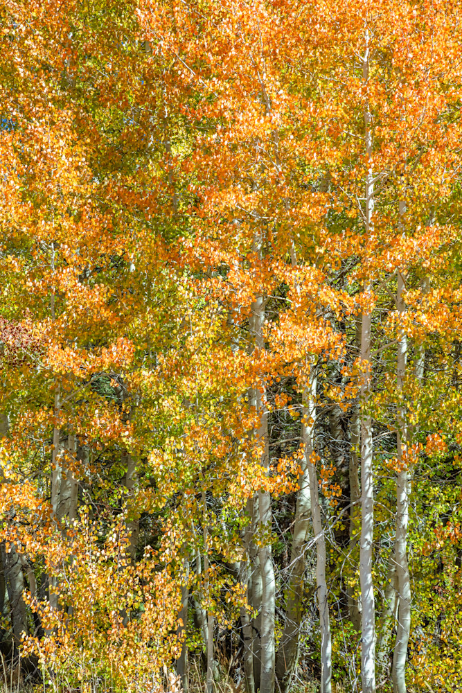 Autumn Aspens 8
