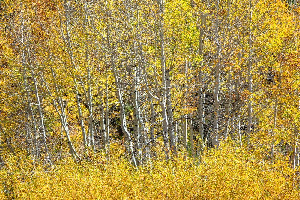 Autumn Aspens 9