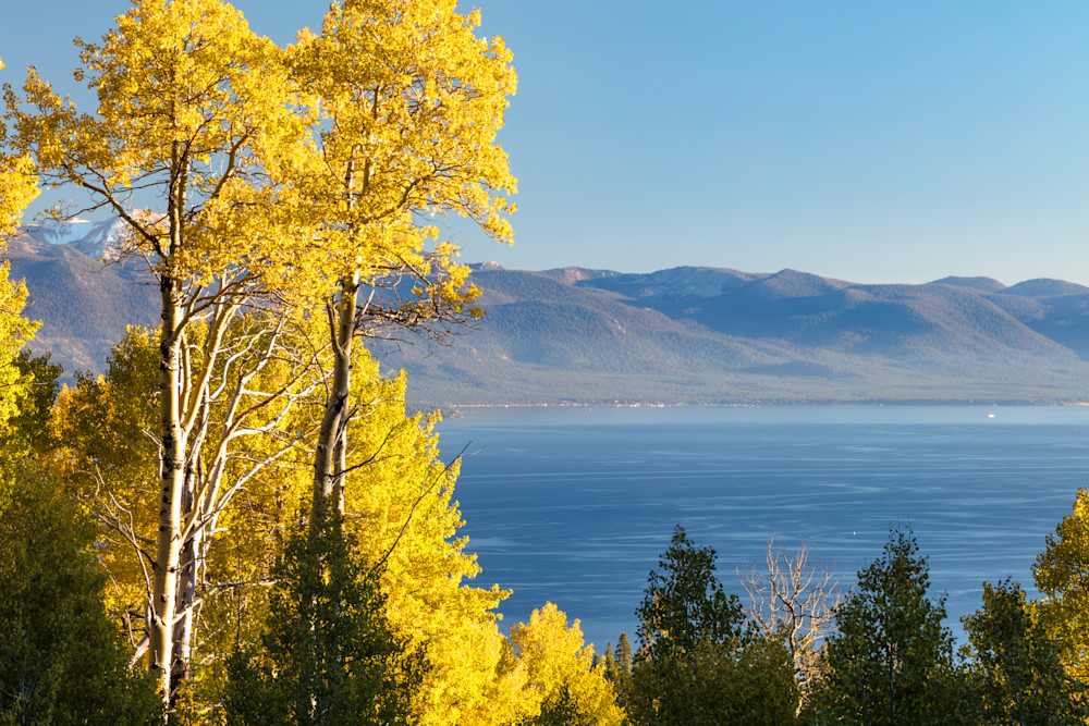 Aspens Above Lake Tahoe 5