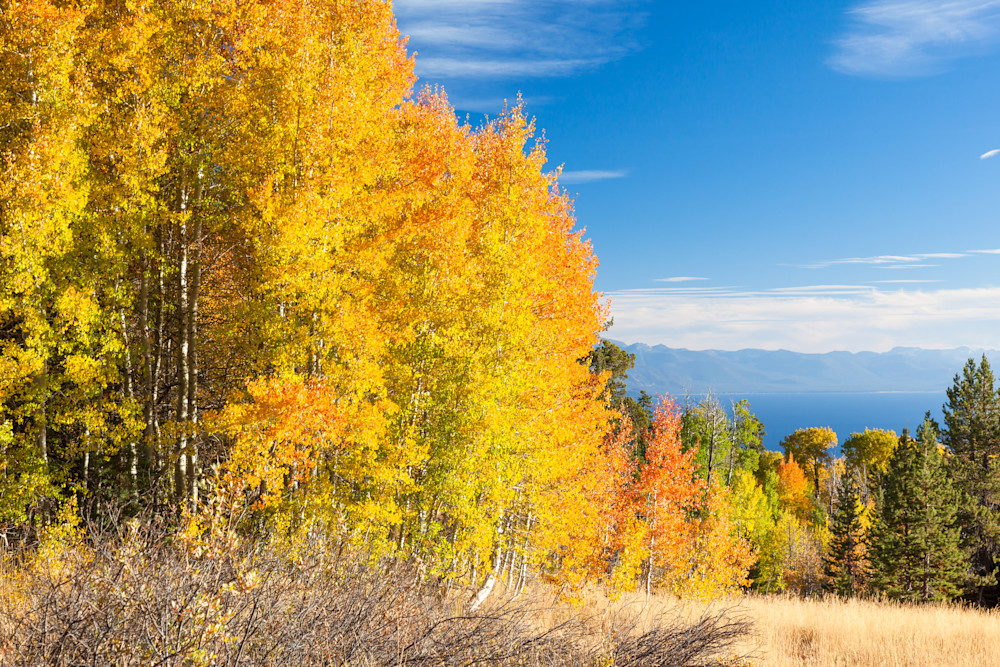 Aspens Above Lake Tahoe 2