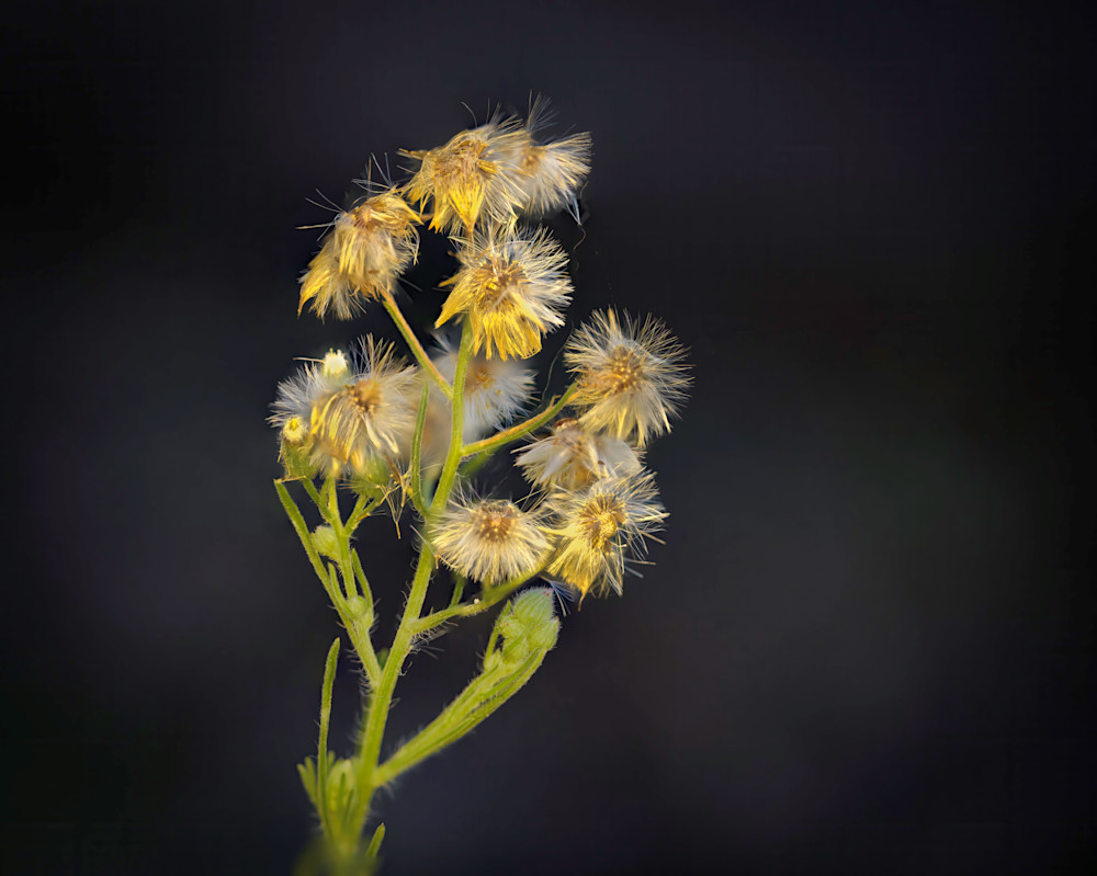 The Sneeze Factory Photography Art | Bren O'Malley Photography