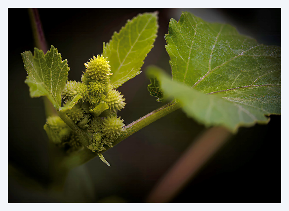 Nature S Legos Photography Art | Bren O'Malley Photography