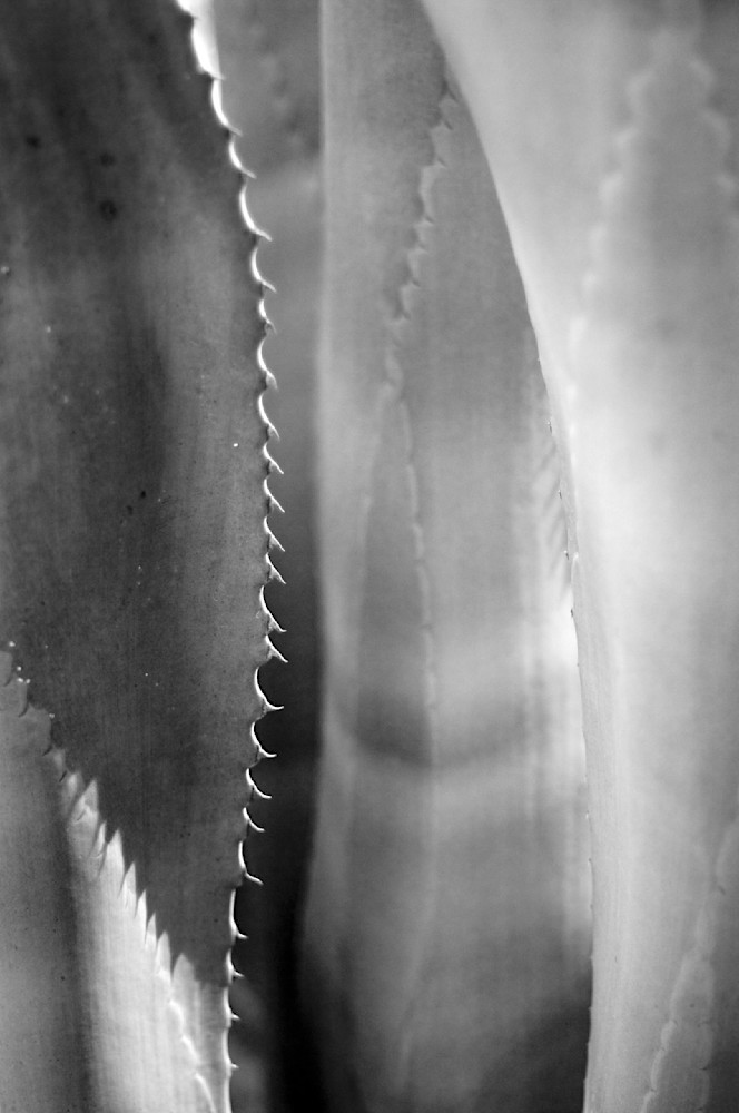 Agave