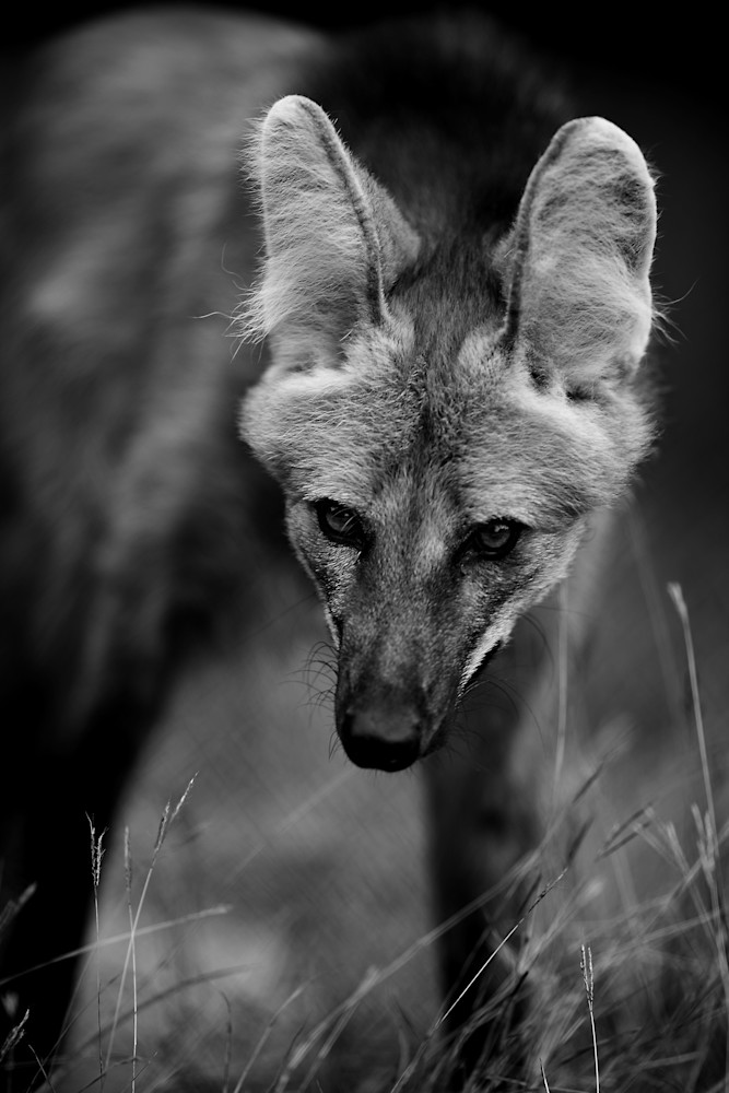 Maned Wolf Stare Down