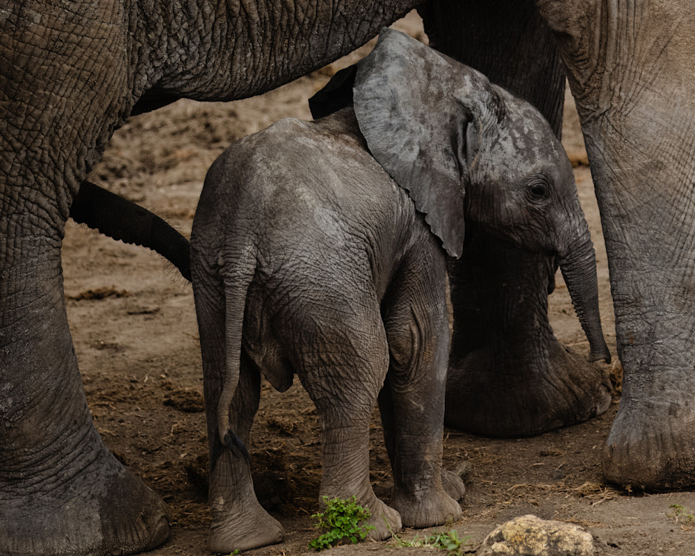 Protective Symphony In Elephant Bonds Photography Art | Kevin Morris Photography USA