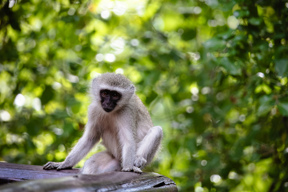 Impish Calm In A Woodland Retreat Photography Art | Kevin Morris Photography USA
