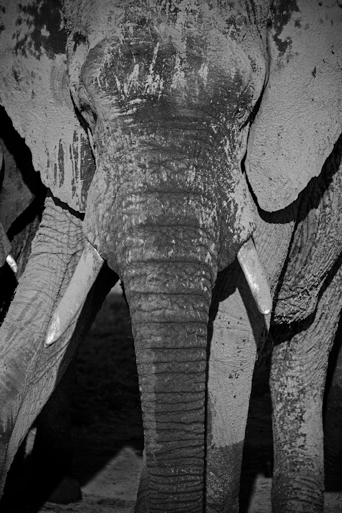 Elephant's Timeless Gaze Photography Art | Kevin Morris Photography USA