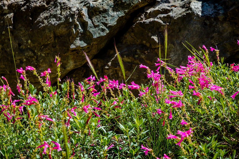 2022 Summer Trails and Vistas - Webber Lake