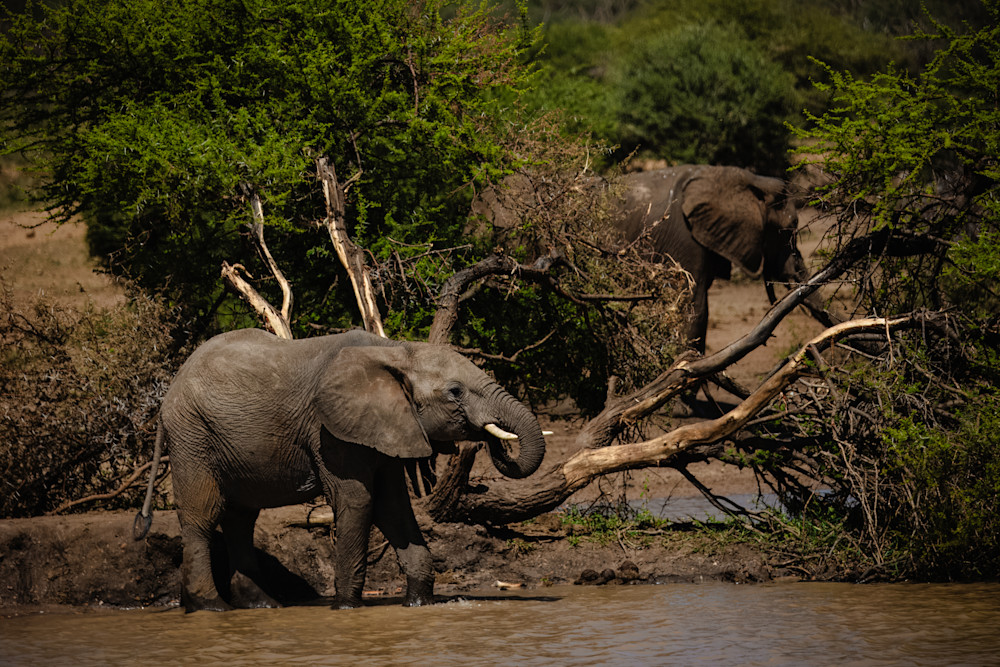 Graceful Giant By The Waterside Photography Art | Kevin Morris Photography USA