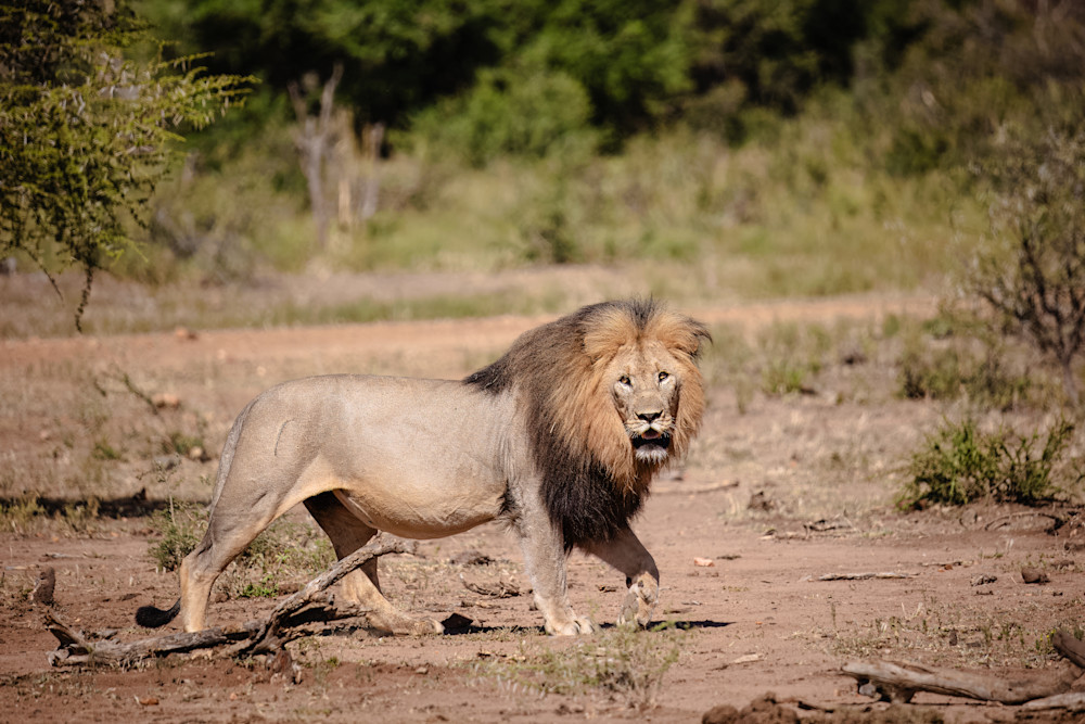 Sunlit Authority In The Wild Photography Art | Kevin Morris Photography USA