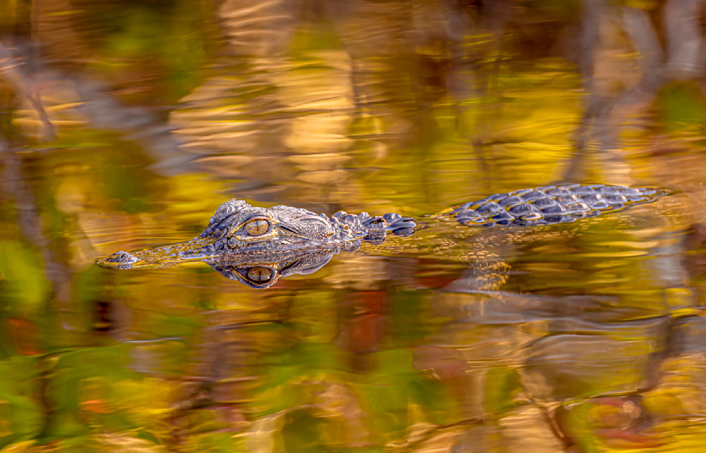 Alligator | Photos | Pictures| Pics| Images |Wall Art |Wallpapers