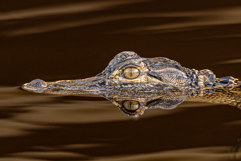 Alligator | Photos | Pictures| Pics| Images |Wall Art |Wallpapers