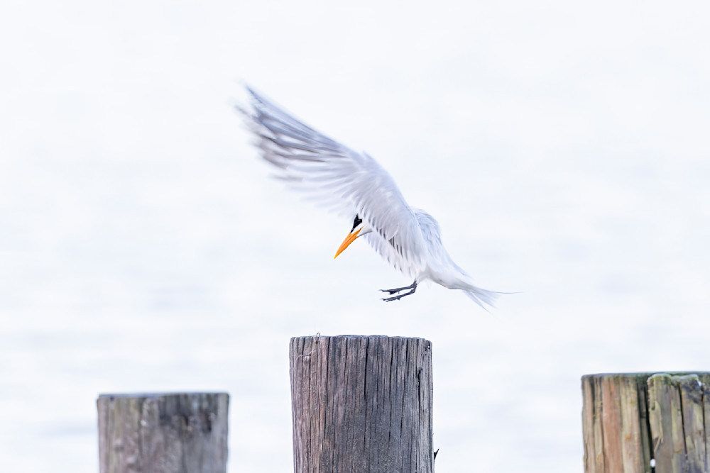 Royal Tern Bird | Dennis Goodman Photography