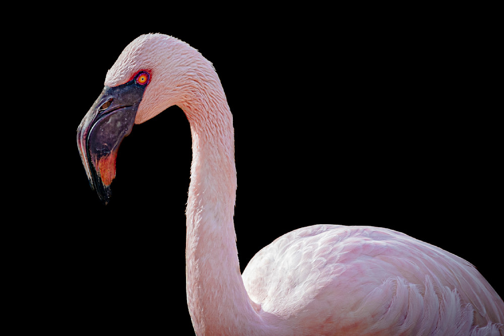 Flamingo Photos | Art | Dennis Goodman Photography