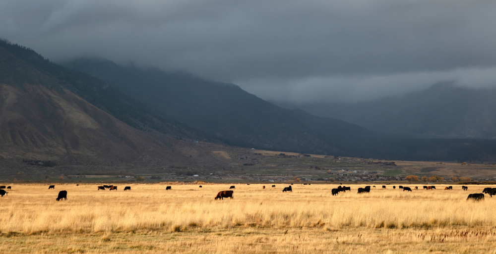 Cattle In Nevada 1