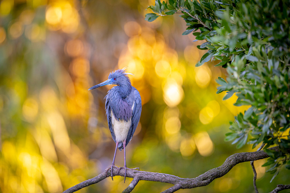 Tricolored Heron Photo | Dennis Goodman Photography