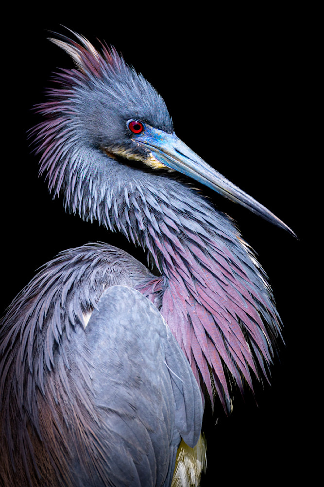Tricolored Heron Photo | Dennis Goodman Photography