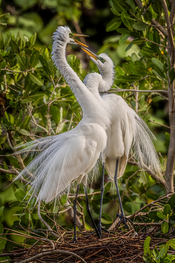 Great Egret 34 Photography Art | Dennis Goodman Photography, Inc.