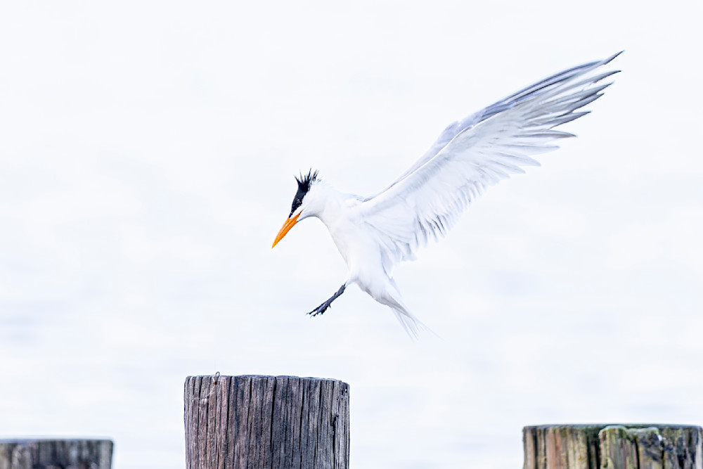 Royal Tern Bird | Dennis Goodman Photography