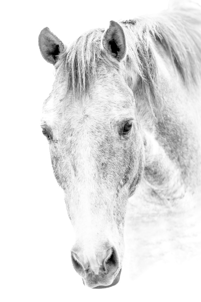 Horses Images | Wall Art | Photos  | Pictures | Pics | Wallpapers