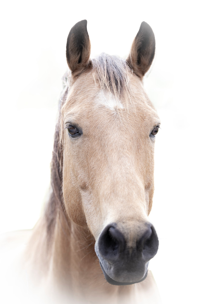 Horses Images | Wall Art | Photos  | Pictures | Pics | Wallpapers