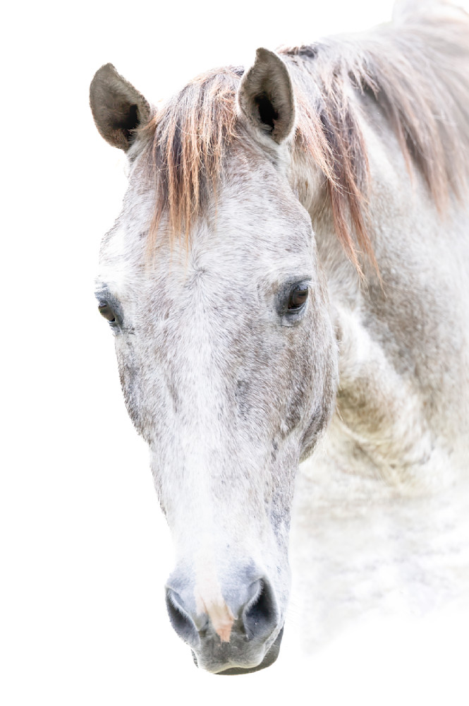 Horses Images | Wall Art | Photos  | Pictures | Pics | Wallpapers