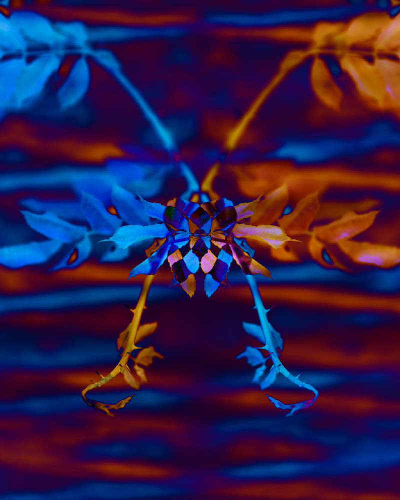 Blue And Orange Floral Alien Photography Art | Kevin Morris Photography USA