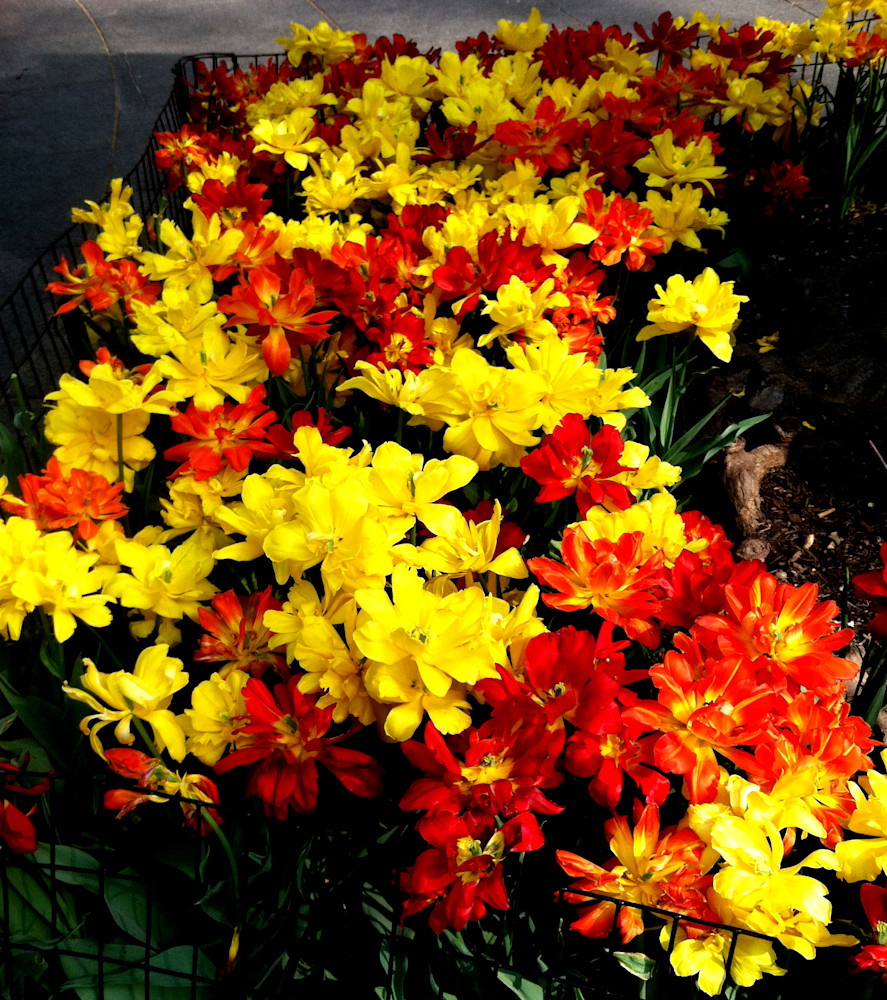 Red/Gold Aster Stream Art | Nancy's Art