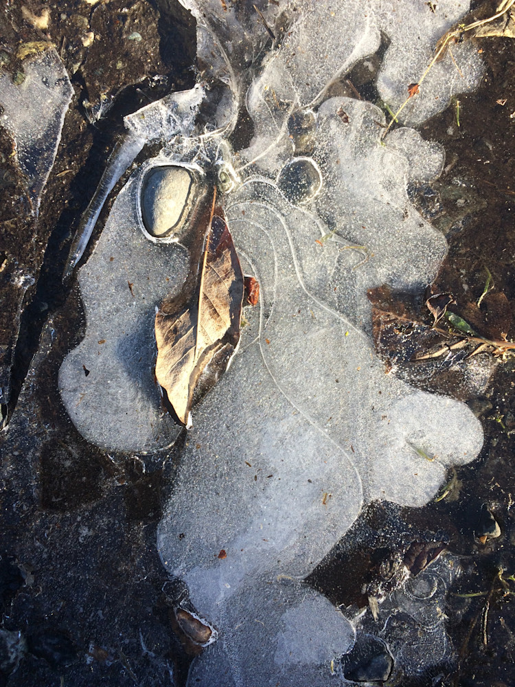 Ice Puddle With Leaf Photography Art | Jeffrey Eichen
