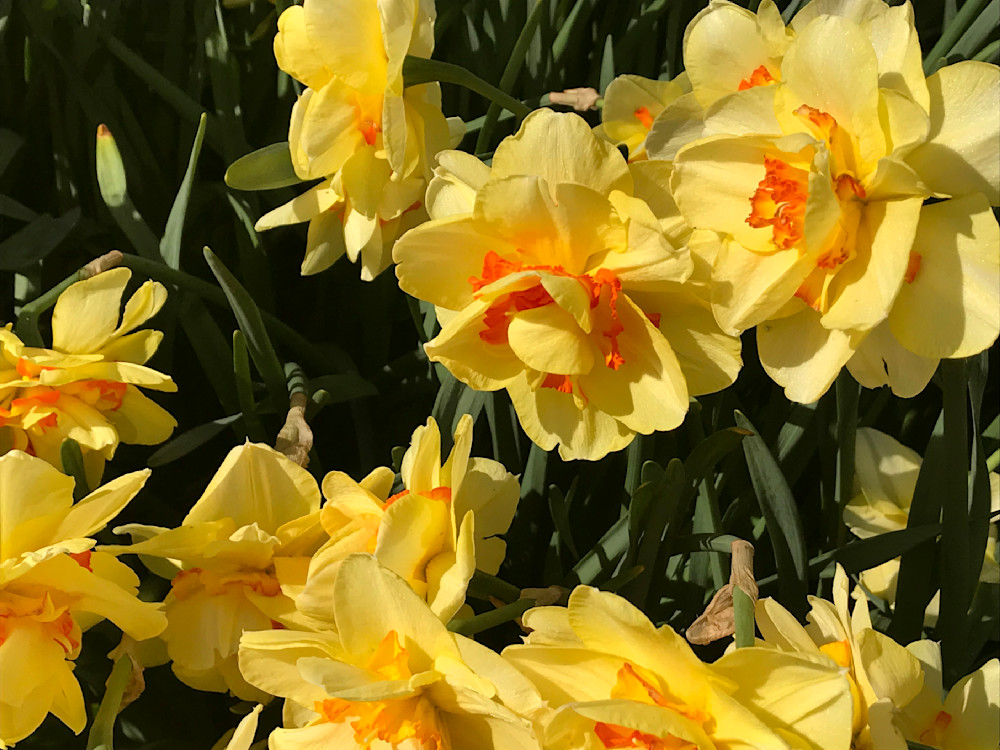 A Tapestry In Yellow Art | Nancy's Art