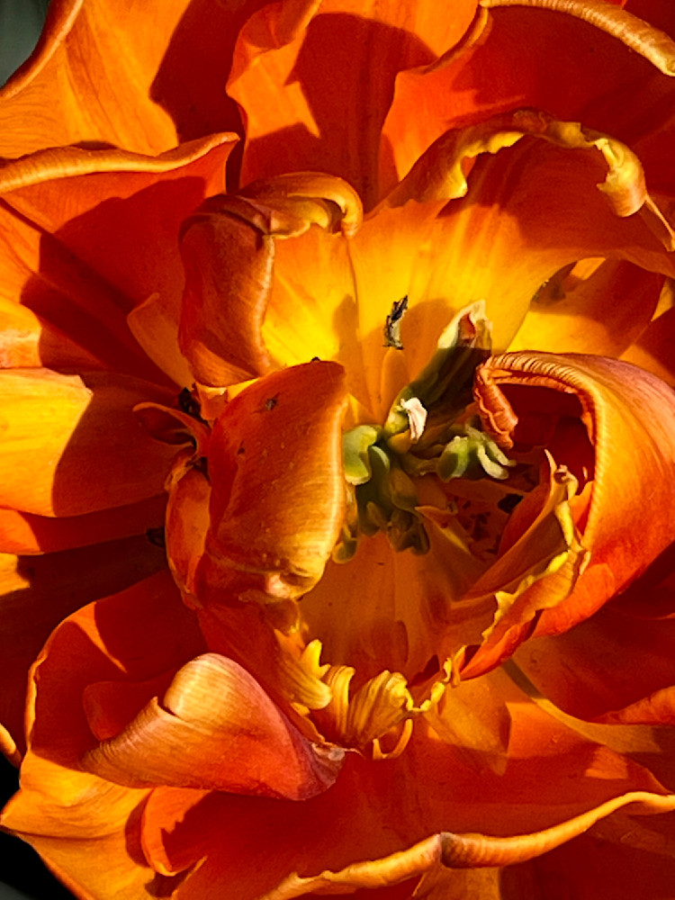 Fiery Tulip Explosion Art | Nancy's Art