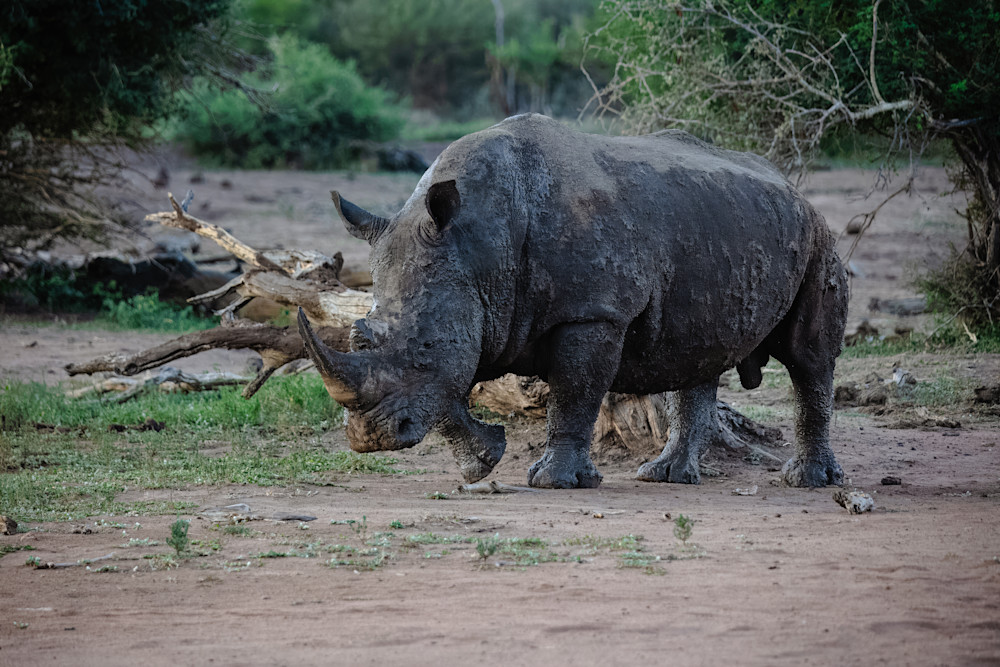 Mighty Rhino Photography Art | Kevin Morris Photography USA