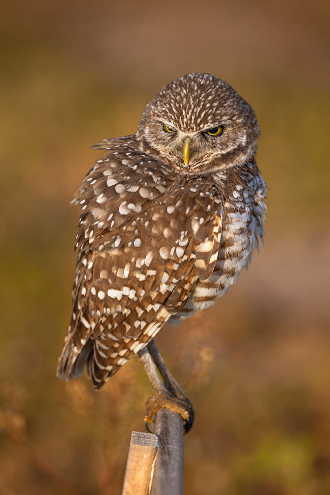 Jekyll Island Photos | Images | Georgia | GA | Pics