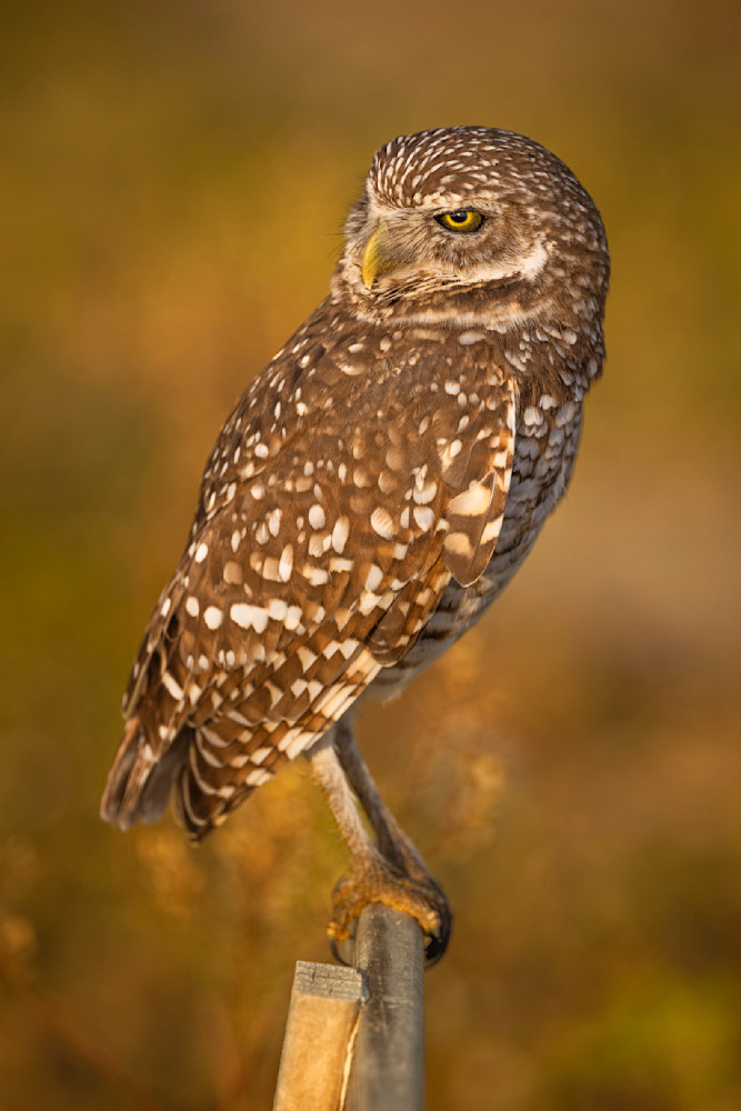 Jekyll Island Photos | Images | Georgia | GA | Pics